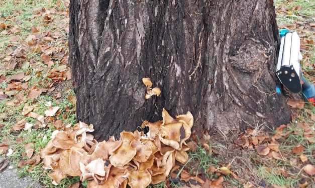 Baumfällung am Wilhelmsplatz