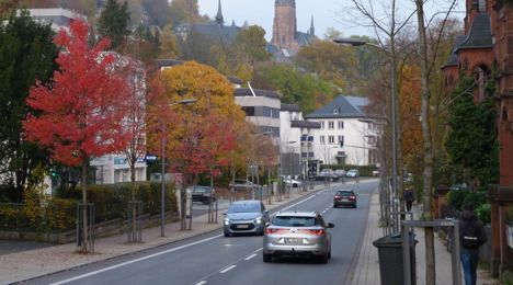 Baumtod am Straßenrand