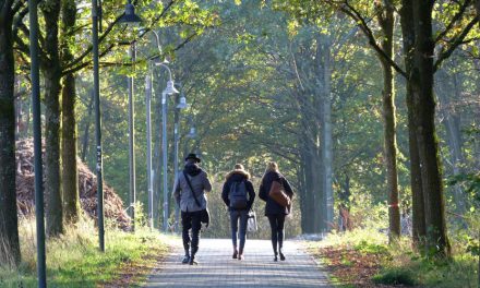 Ein Campus als Lichtung