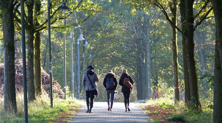 Ein Campus als Lichtung