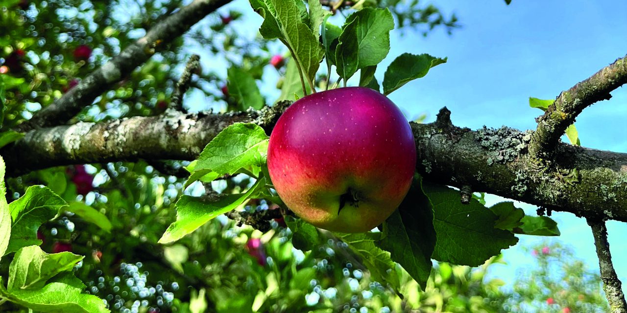 Kreis fördert „Streuobst-Schätze“
