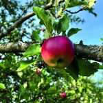 Kreis fördert „Streuobst-Schätze“