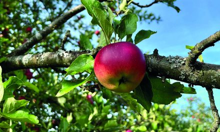 Kreis fördert „Streuobst-Schätze“
