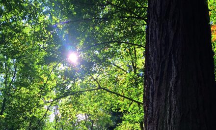 Wie Wälder fit für den Klimawandel werden