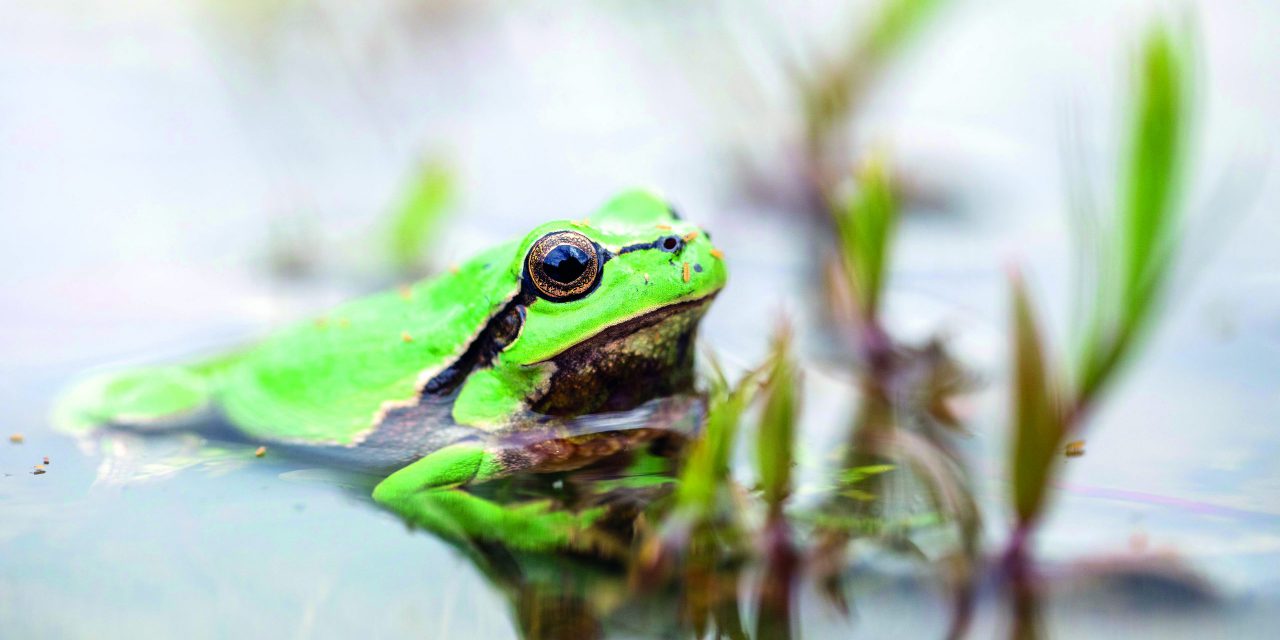 Wo der Laubfrosch quakt