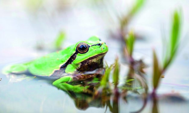 Wo der Laubfrosch quakt