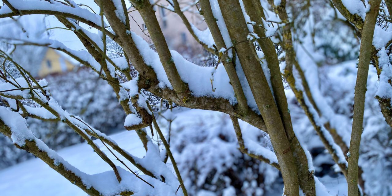 Gefahr von brechenden Ästen