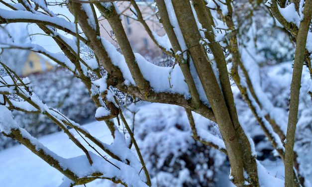 Gefahr von brechenden Ästen