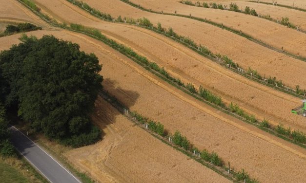 Mit Ackerbäumen gegen die Fluten
