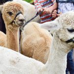 Von Alpakawanderung bis Zeiteninsel