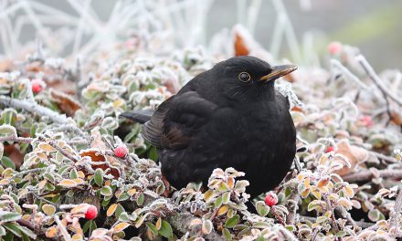 Mit dem richtigen Heckenschnitt Vögel schützen