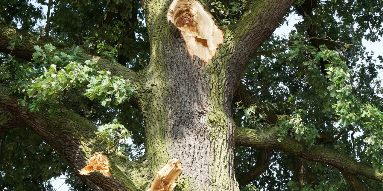 Warnung vor herabfallenden Ästen