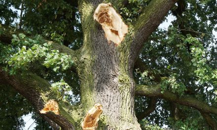 Warnung vor herabfallenden Ästen