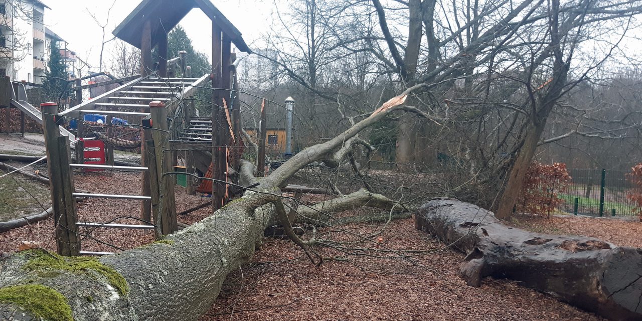 Roteiche stürzt auf Spielplatz