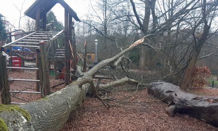 Roteiche stürzt auf Spielplatz