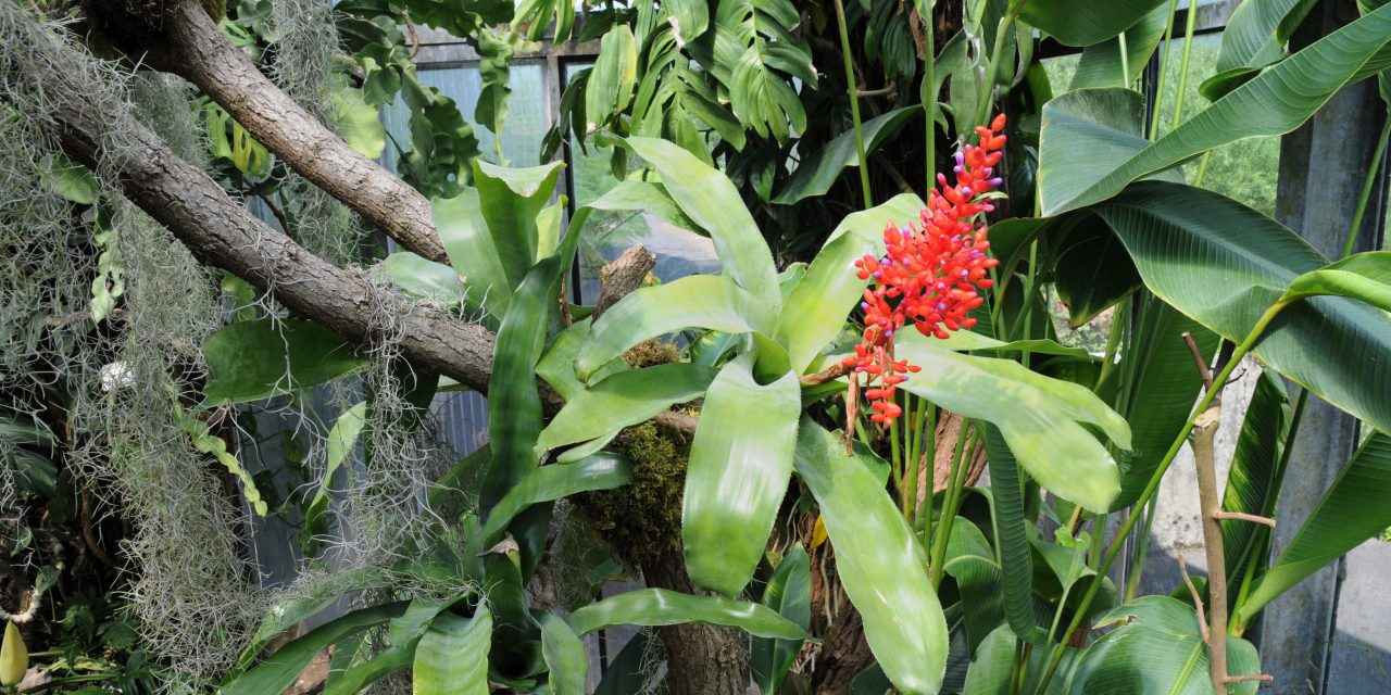 Tropennacht im Botanischen Garten