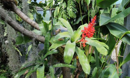 Tropennacht im Botanischen Garten