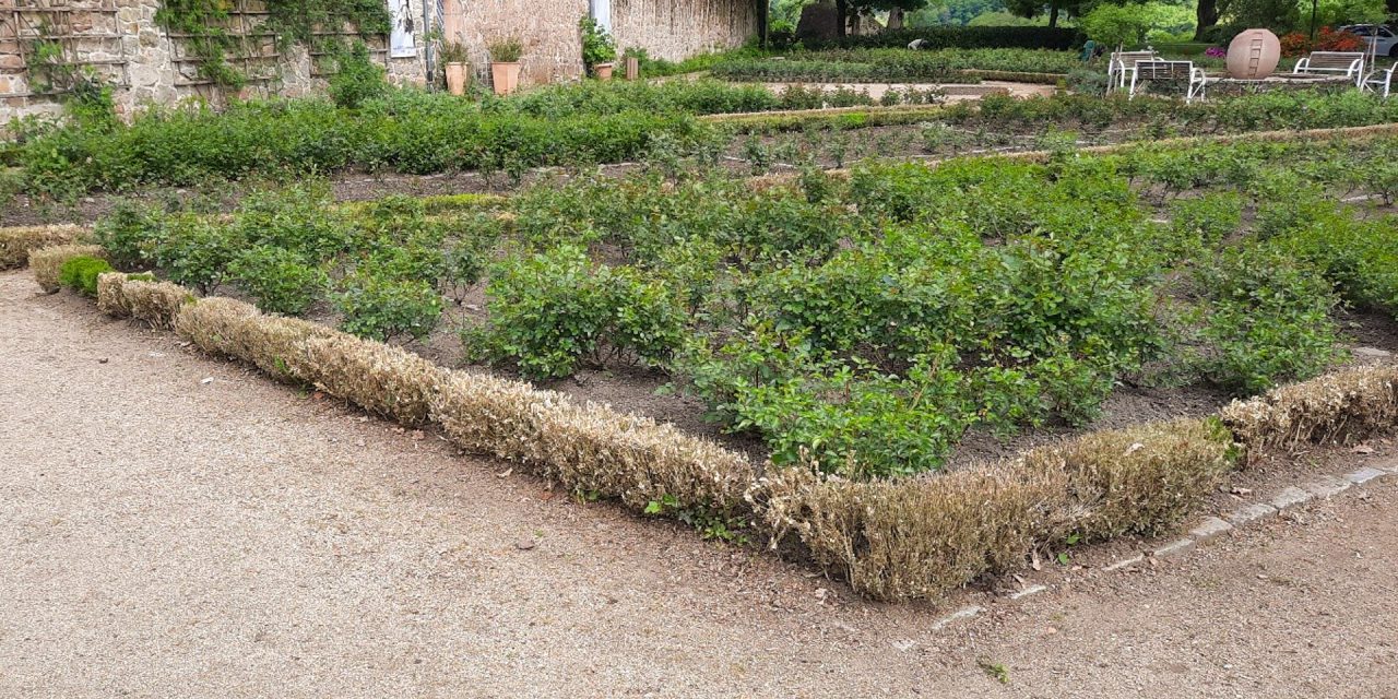 Buchsbaumzünsler sorgt für Kahlfraß im Rosengarten