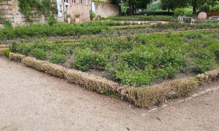 Buchsbaumzünsler sorgt für Kahlfraß im Rosengarten