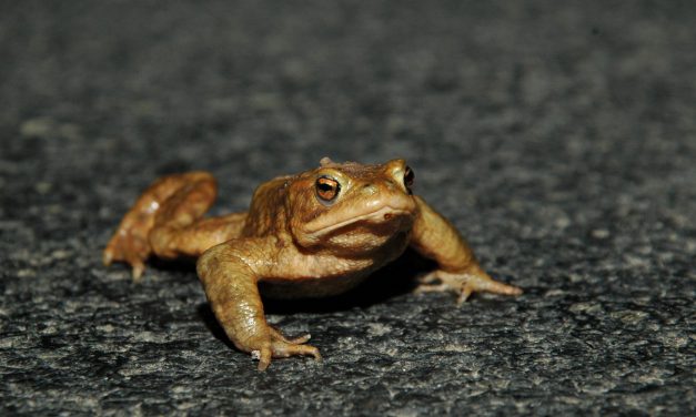 Amphibienwanderung startet