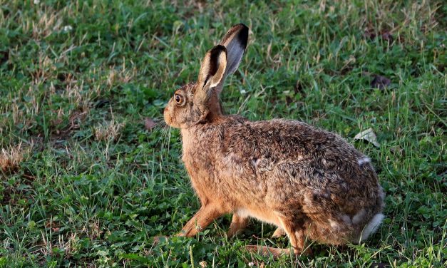 Hasenpest im Kreis nachgewiesen