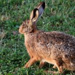 Hasenpest im Kreis nachgewiesen