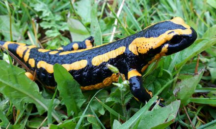 Von Assel bis Feuersalamander