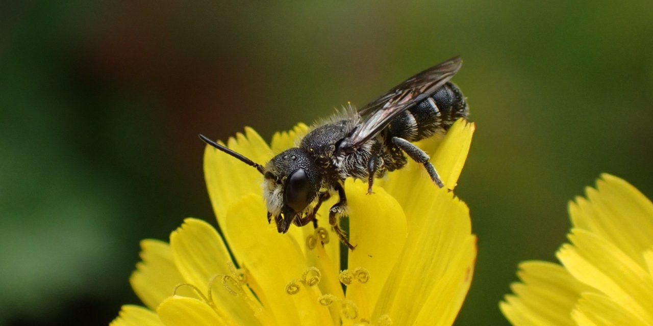 Wildbienen-Workshop