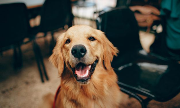Mehr Hunde von Steuer befreit