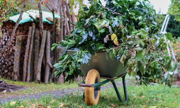 Grünschnitt richtig entsorgen