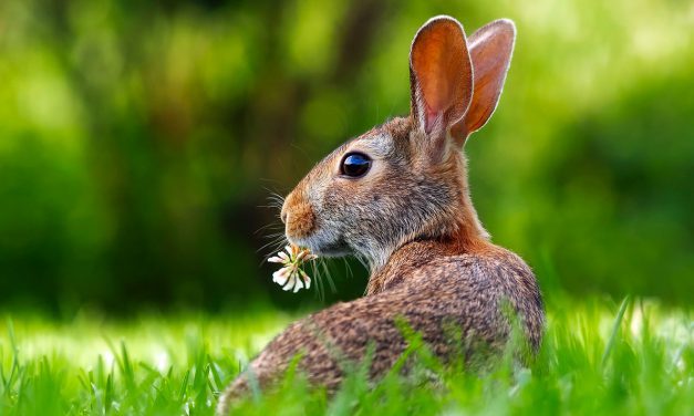 Osterprogramm: Frühlingsmärkte der Region
