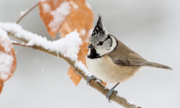 Die Stunde der Wintervögel