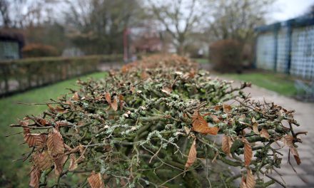 Hecken und Sträucher schneiden