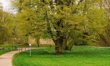 „Verweilort Hexenbesen“