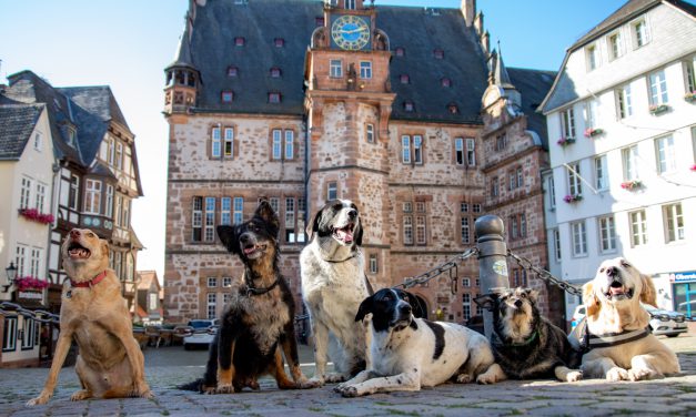 Stadt befreit Tierheim-Hunde von Steuer