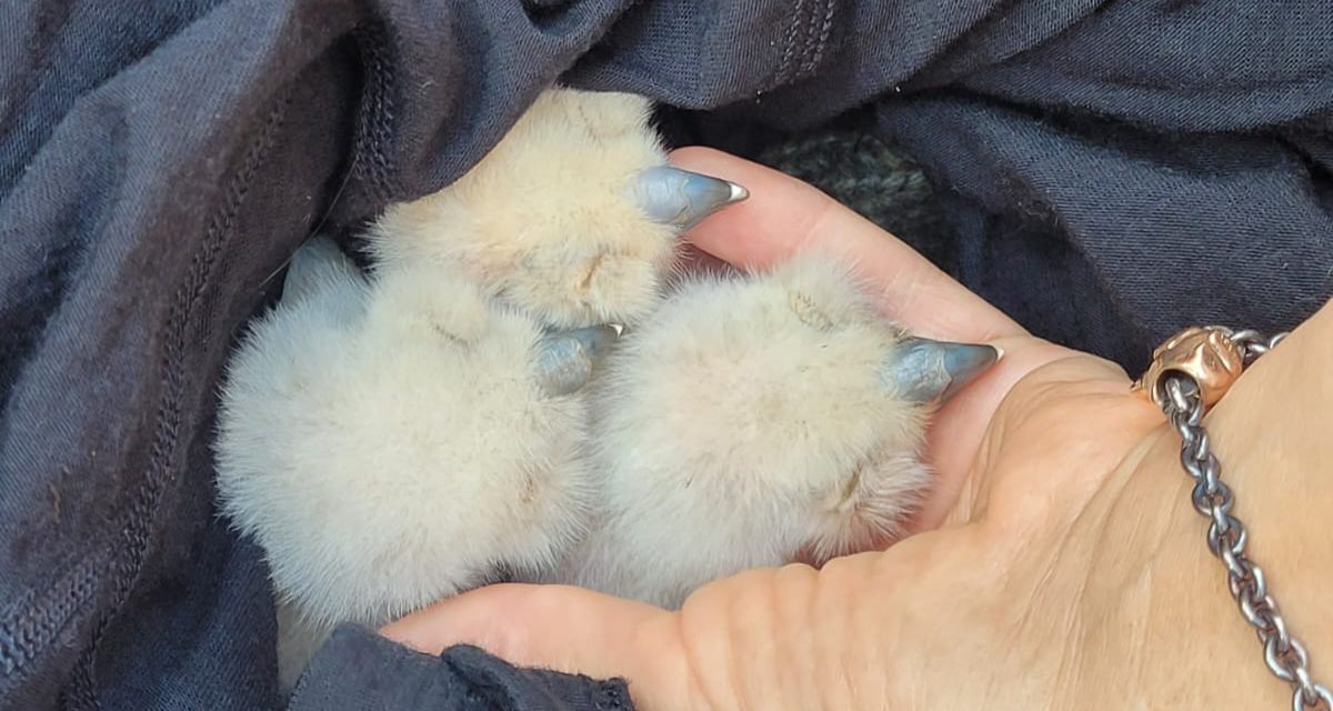 Uhu-Küken in guten Händen und wohlauf