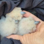 Uhu-Küken in guten Händen und wohlauf