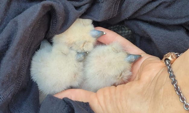 Uhu-Küken in guten Händen und wohlauf