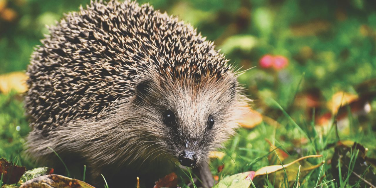 Mähroboter-Verbot bei Nacht