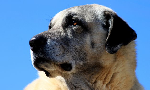 Tierheim-Einbruch endet im Zwinger