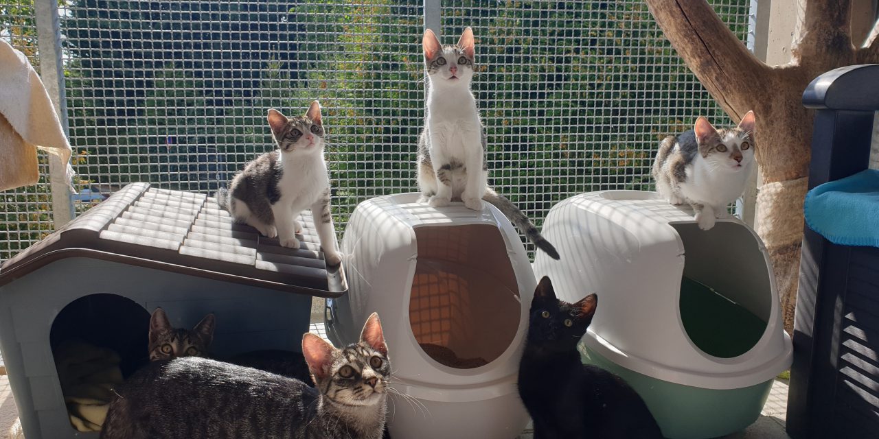 »Ich liebe Katzen über alles – aber es gibt viel zu viele.«