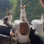 »Ich liebe Katzen über alles – aber es gibt viel zu viele.«