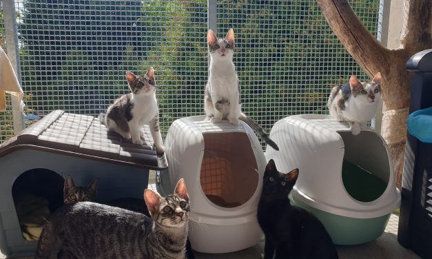 »Ich liebe Katzen über alles – aber es gibt viel zu viele.«