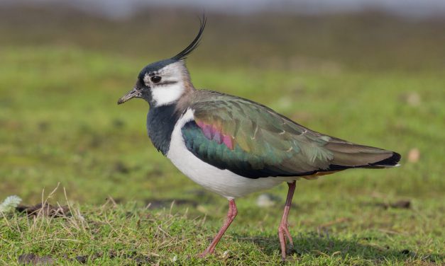 Vogel des Jahres 2024: Der Kiebitz