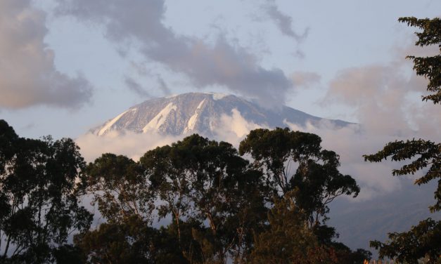 Abholzung lässt Wolken höher fliegen