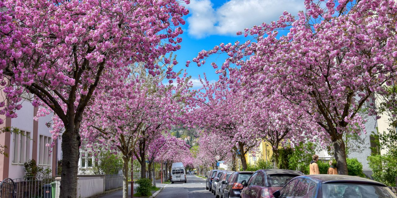 Marburg feiert die Kirschblüte