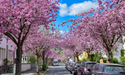 Marburg feiert die Kirschblüte