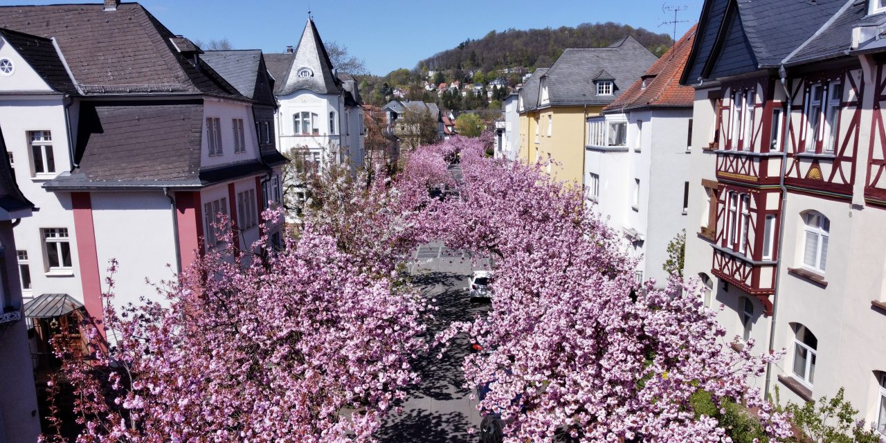 Kirschblütenfest – Hanami