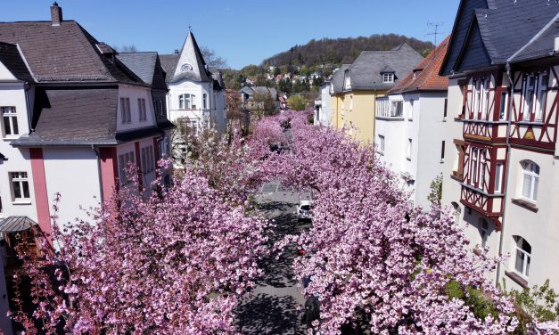 Kirschblütenfest – Hanami
