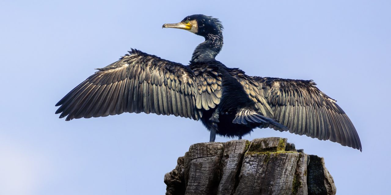 Regierung plant Kormoran-Abschuss: Naturschutzverbände protestieren